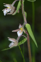 Epipactis palustris
