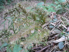 Selaginella moellendorffii