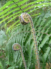 Diplopterygium glaucum