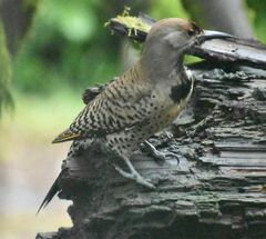 Colaptes auratus luteus × cafer