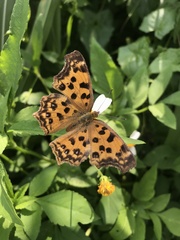 Polygonia c-aureum lunulata