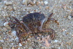 Gaetice depressus