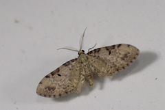 Brabira artemidora pallida
