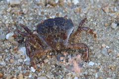 Gaetice depressus