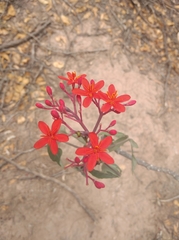 Jatropha