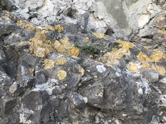 Variospora aurantia