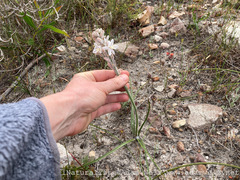 Trachyandra hirsutiflora
