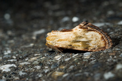 Hupodonta corticalis