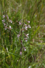 Epipactis palustris