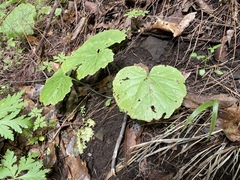 Pericallis papyracea image