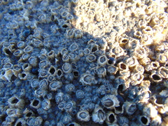 Semibalanus balanoides