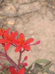 Jatropha