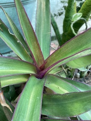 Tradescantia spathacea