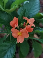 Crossandra infundibuliformis