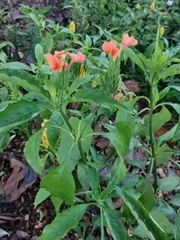 Crossandra infundibuliformis