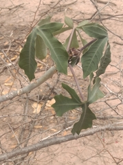 Jatropha
