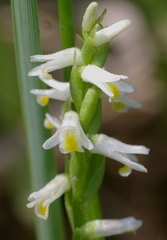 Spiranthes lucida