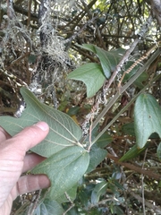 Passiflora bogotensis