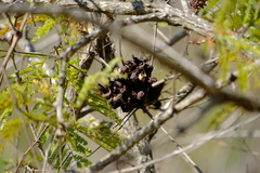 Dichrostachys