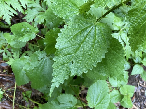 Urtica morifolia image