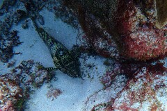 Epinephelus merra