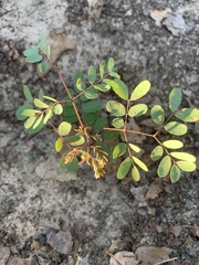 Senna obtusifolia