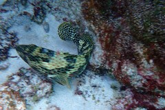 Epinephelus merra