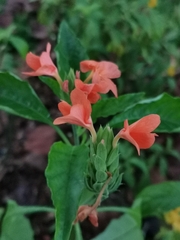 Crossandra infundibuliformis