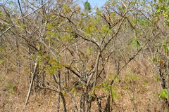 Dichrostachys