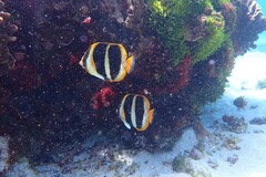 Chaetodon tricinctus