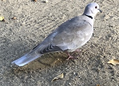 Streptopelia decaocto