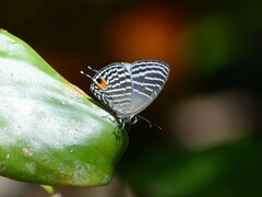 Jamides parasaturatus