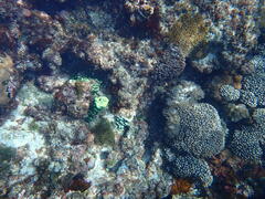 Porites