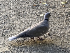 Streptopelia decaocto
