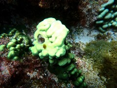 Porites