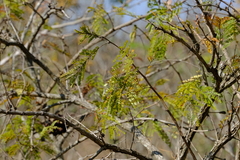 Dichrostachys