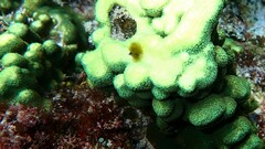 Porites