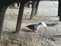 Streptopelia decaocto