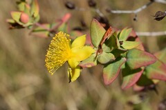 Hypericum myrtifolium