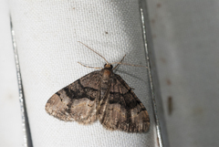 Anectropis semifascia