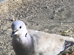 Streptopelia decaocto