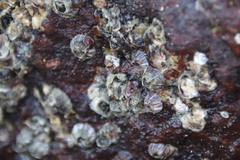 Amphibalanus amphitrite