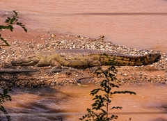 Crocodylus niloticus