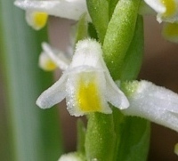 Spiranthes lucida