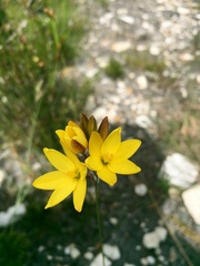 Ixia dubia