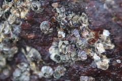 Amphibalanus amphitrite