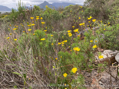 Euryops abrotanifolius