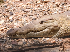 Crocodylus niloticus