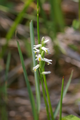 Spiranthes lucida