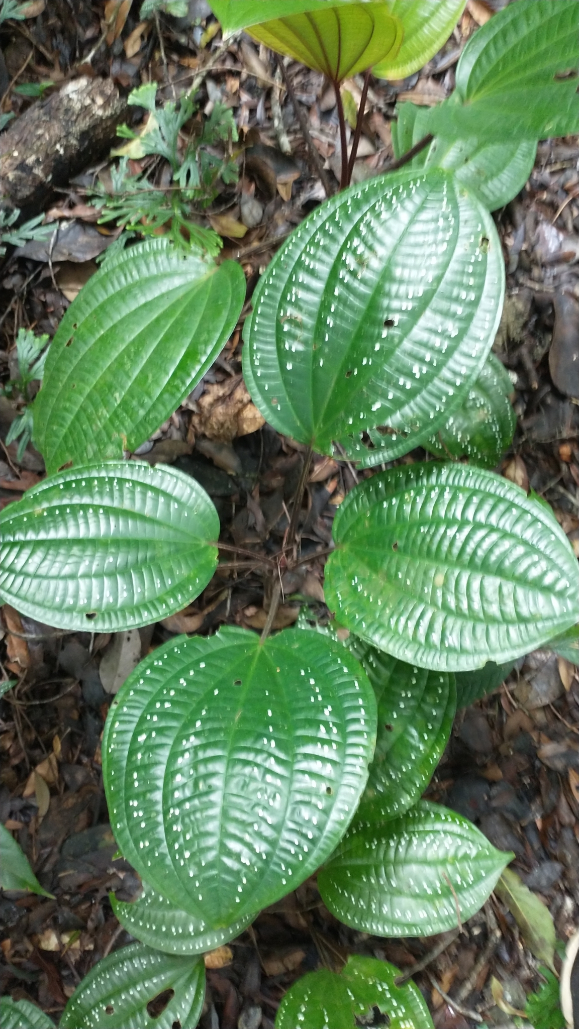 Phyllagathis rotundifolia